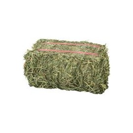 b079qfp49l La mejor hierba de orquídea del abuelo-mascotascapitan-PerrosExpand child menu