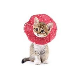 b07w4p526b SLSON Collar de recuperación para gato, suave collar de cono para mascotas, protector para después de cirugía, de alg